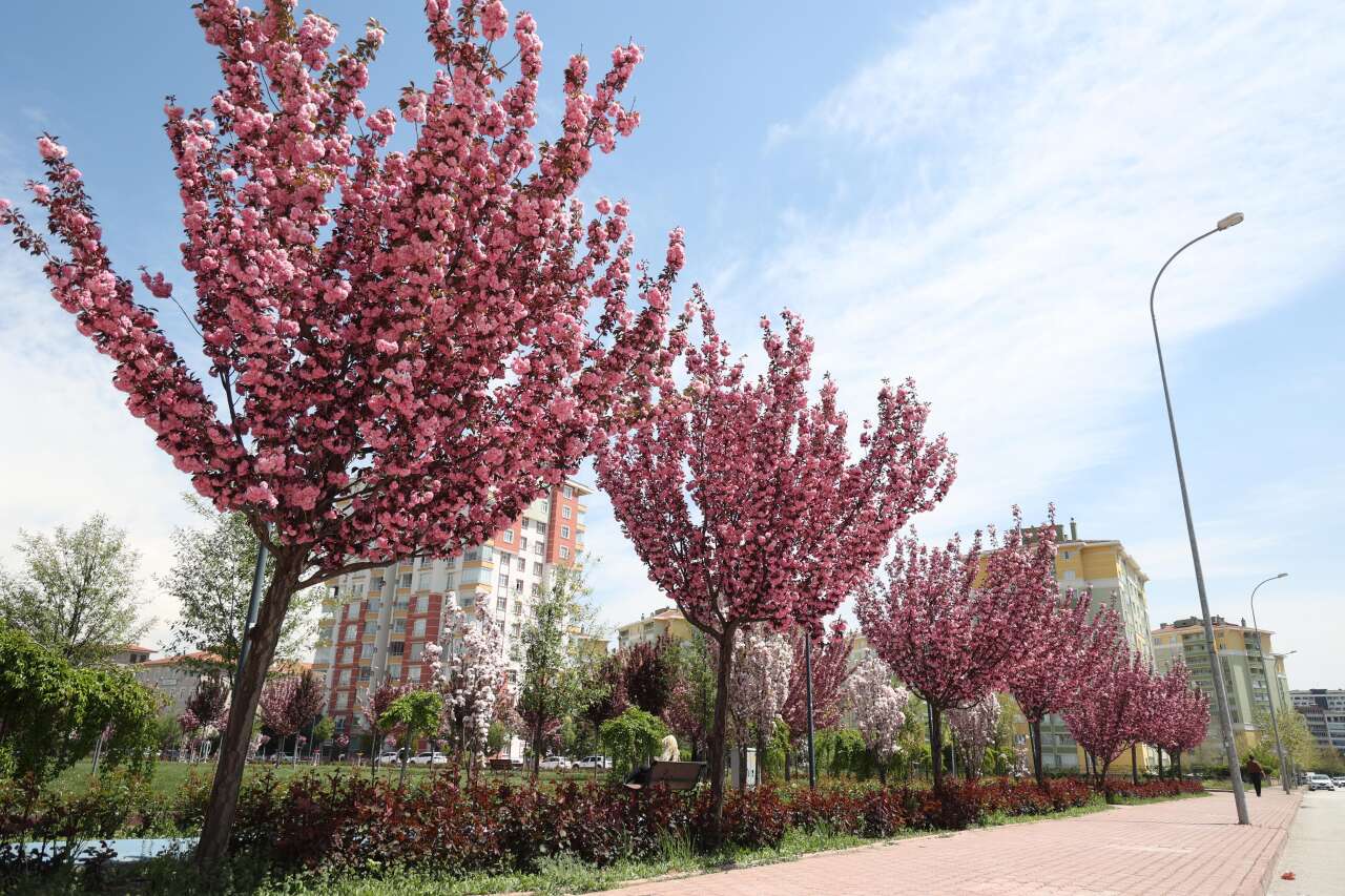 Burası Japonya değil, Konya! Sakuralar çiçek açtı 20